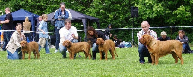 Indy and puppies young dog day.jpg